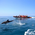 dolphin-watching-and-cave-tour-from-vilamoura-in-quarteira-198184